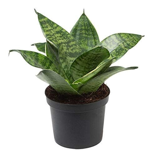 Artificial Sansevieria Snake Plant